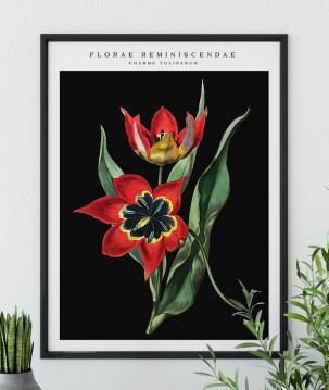 Poster / affiche Fleur de tulipe rouge vintage