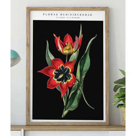 Poster / affiche Fleur de tulipe rouge vintage