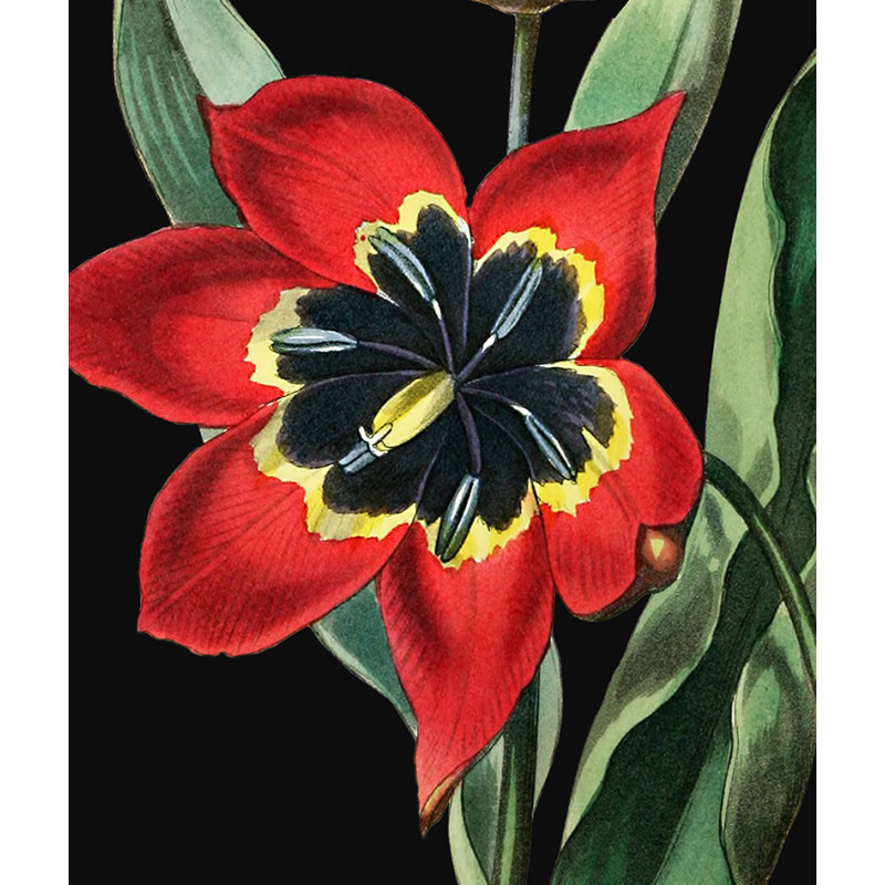 zoom Poster / affiche Fleur de tulipe rouge vintage