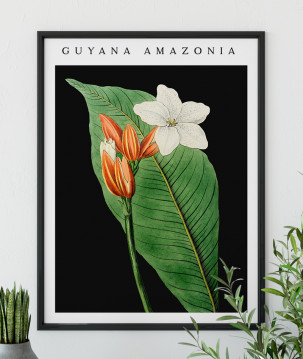 Poster / affiche Fleur tropicale illustration vintage botanique