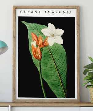 Poster / affiche Fleur tropicale illustration vintage botanique