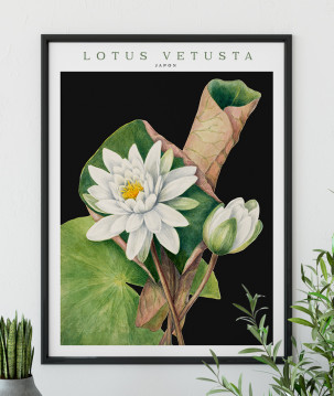 Poster / affiche Aquarelle illustration botanique nénuphar blanc
