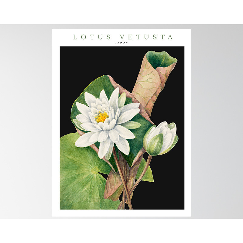 Poster / affiche Aquarelle illustration botanique nénuphar blanc