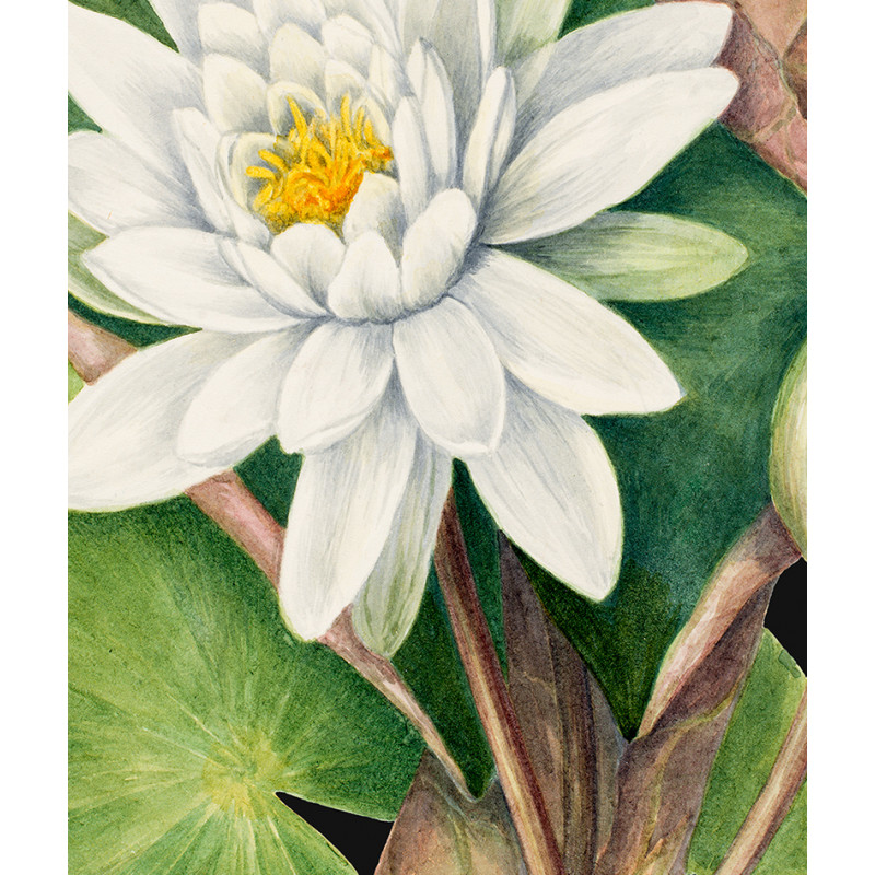 zoom Poster / affiche Aquarelle illustration botanique nénuphar blanc