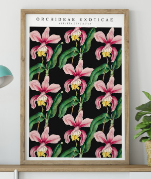 Poster / affiche Orchidée Cattleya rose dessiné à la main