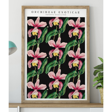 Poster / affiche Orchidée Cattleya rose dessiné à la main
