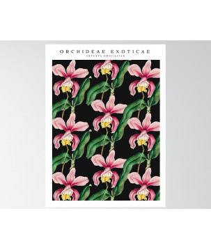Poster / affiche Orchidée