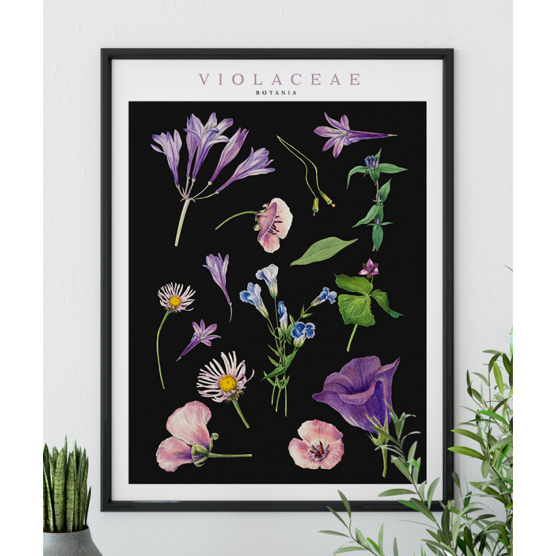 Poster / affiche Plantes sauvages violettes illustration