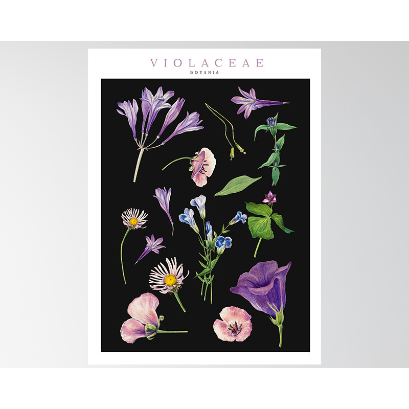 Poster / affiche Plantes sauvages violettes illustration