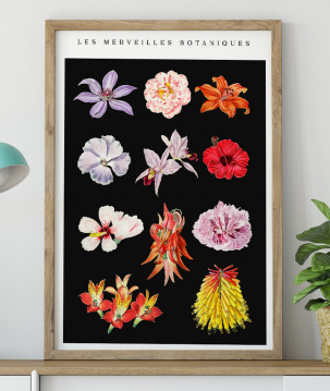 Poster / affiche Fleurs découpées collection botanique