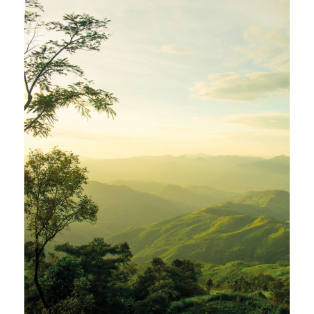 papier peint panoramique paysage jungle - Créez une ambiance tropicale avec le Pantone 7536C